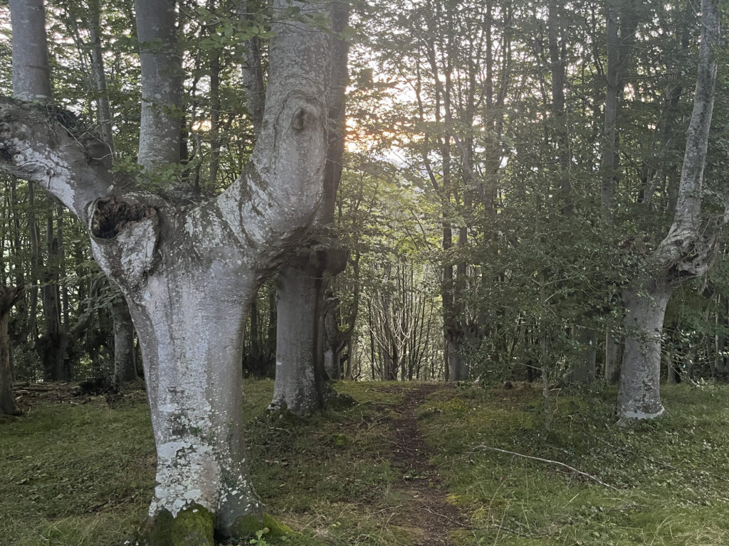 BOSQUE 1