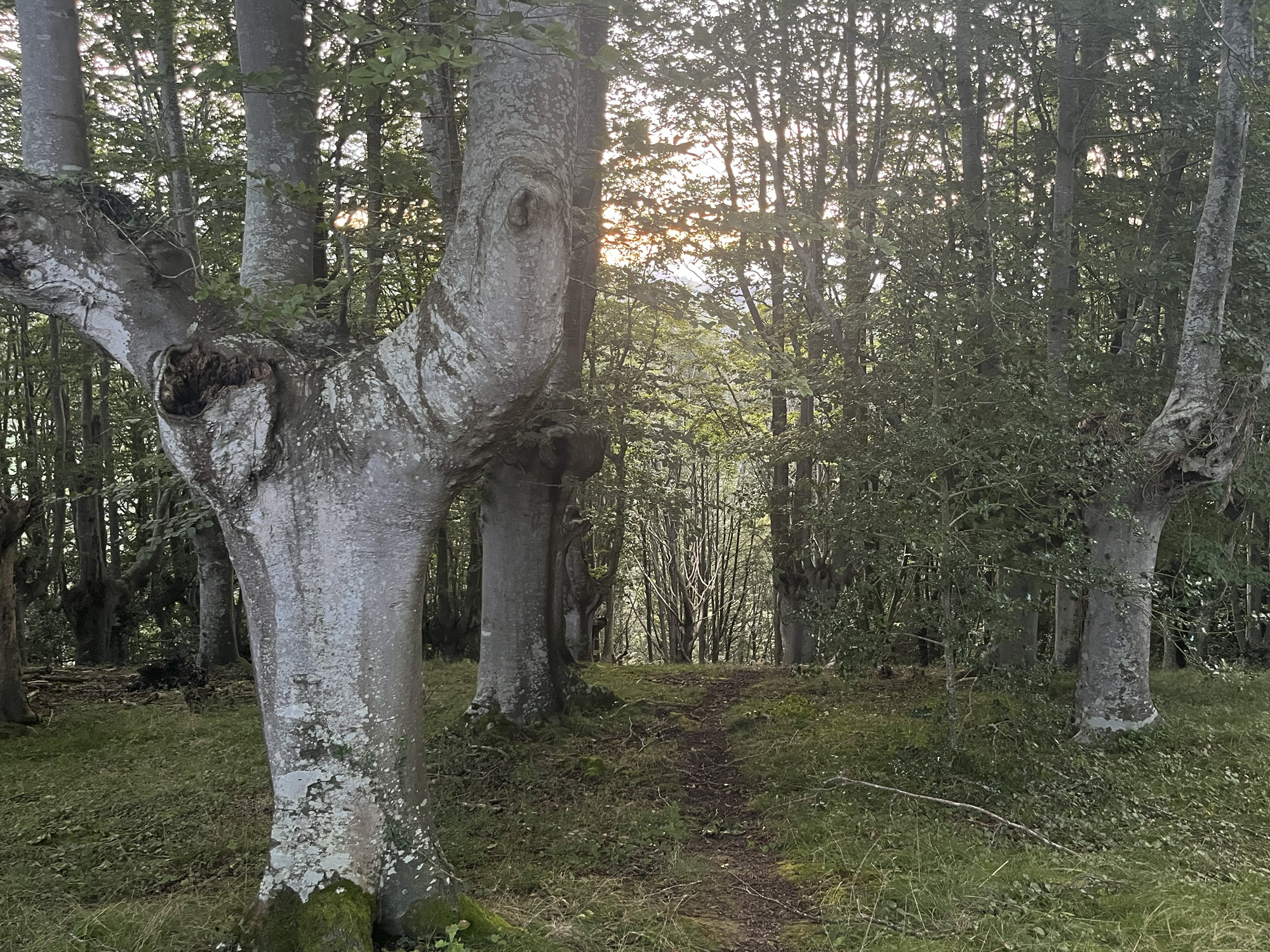 BOSQUE 1
