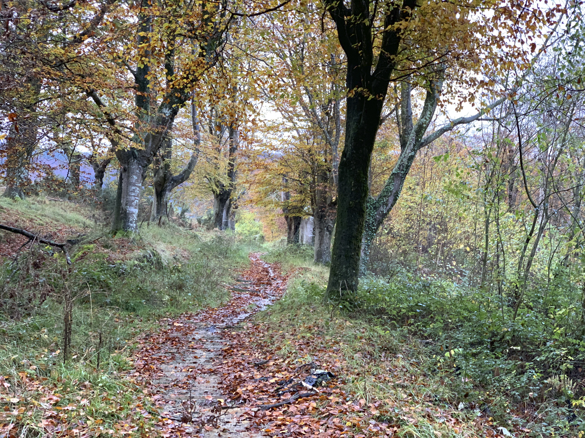 BOSQUE 3