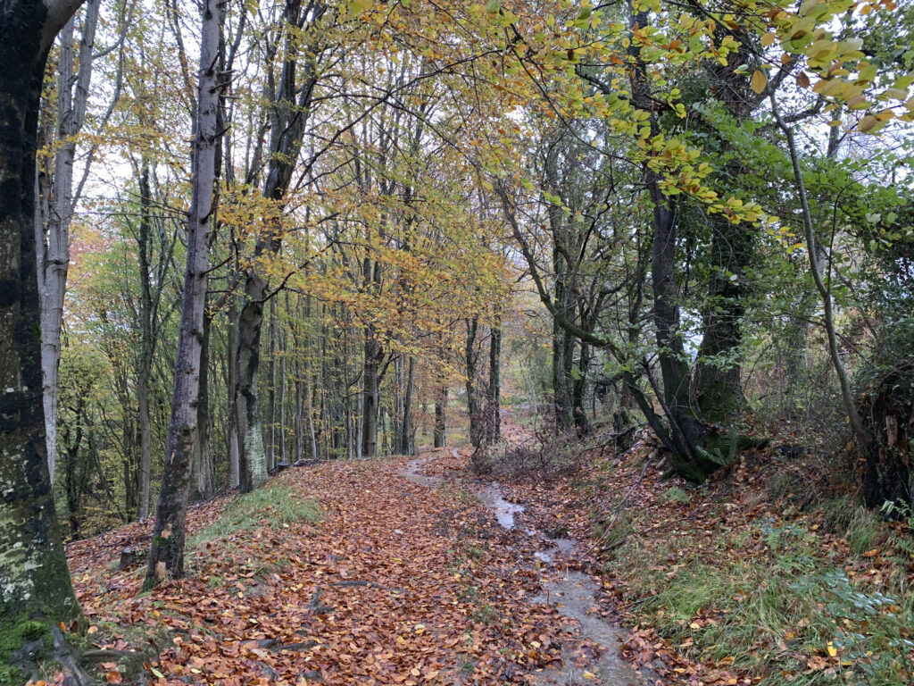BOSQUE 4