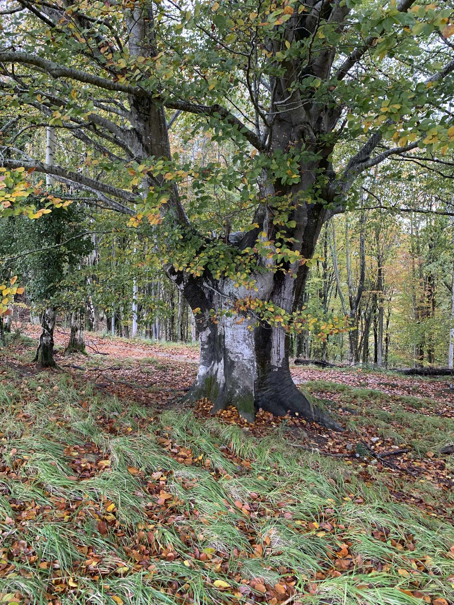 BOSQUE 5