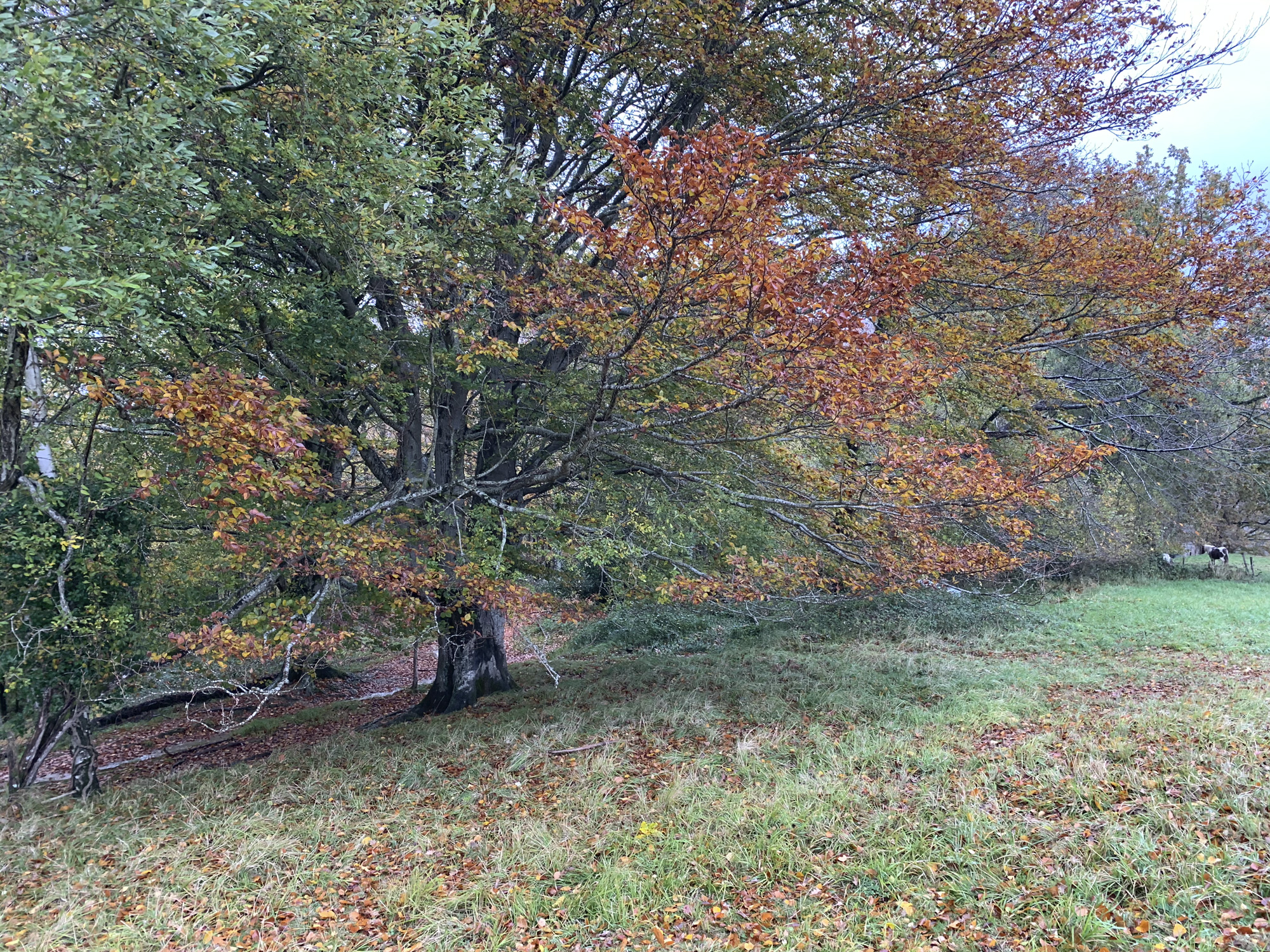 BOSQUE 6