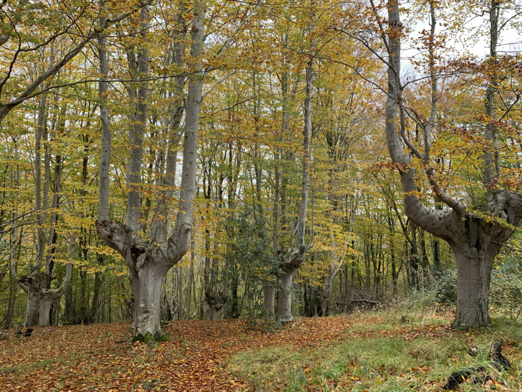 BOSQUE 7