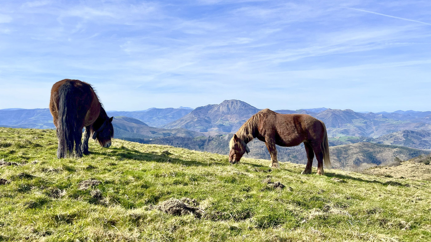HEADER PASEOS 2